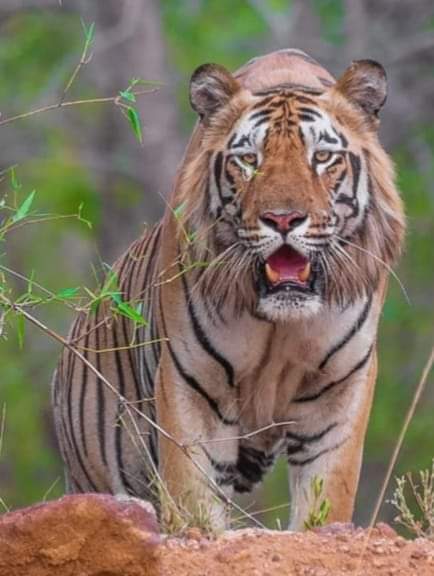 Luxury jungle resort near Tadoba National Park